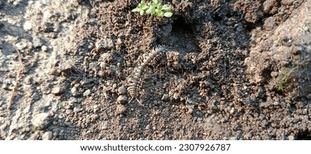 Millipede insects, Indonesia (Diplopoda, Polydesmida, Paradoxosomatidae) crawling on the ground Royalty-Free Stock Photo #2307926787