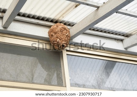 Large wasp nest under the roof Royalty-Free Stock Photo #2307930717