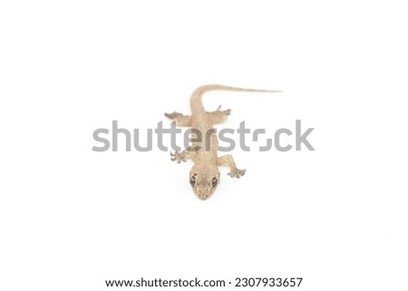 Asian House lizard or common gecko (hemidactylus) isolated on white background