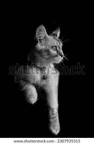 cat portrait with dark theme 