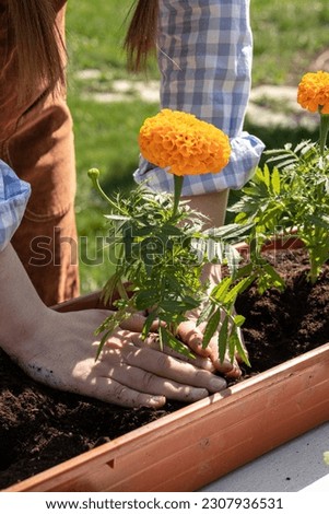 A young woman is planting a seedling of a beautiful flower in a pot. A woman works with flowers in the garden. Marigold.