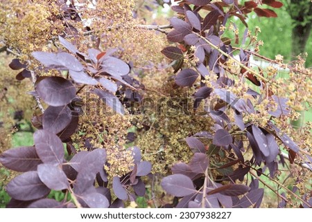Leaves and flowers of smoke tree. Smoke bush, cotinuos coggygria, royal purple.