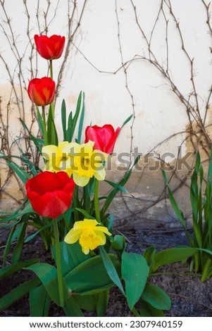 Scarlet tulips and yellow daffodils bloom near an old light wall entwined with ivy, Photo with short depth of field, Spring flowers next to the Tido castle in Sweden