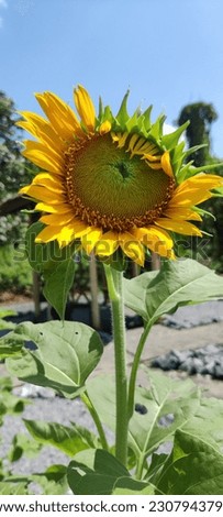 I took this picture near where I live, this sunflower bloomed after three months of planting