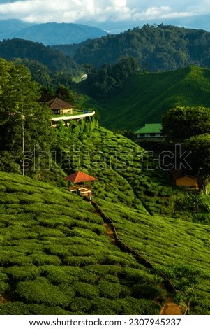 Cameron highlands tea plantation in the mountains. Royalty-Free Stock Photo #2307945237