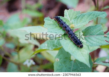 A larva of the Junonia orithya butterfly eating leaves