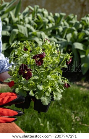 A young woman of European appearance in red rubber gloves holds pansies in her hands. close angle