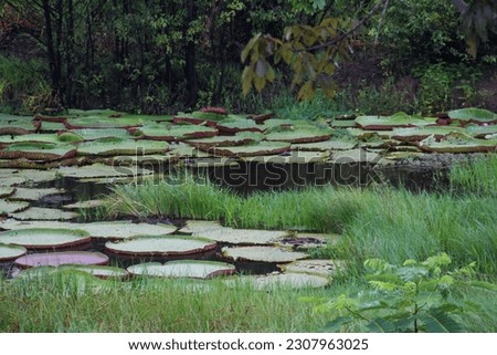 Giant water lily in amazonian river. Victoria amazonica. Giant plants in the wild.