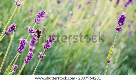Nature summer Background with Bee collects nectar. Beautiful Floral Wallpaper with honeybee flies on purple lavender flowers. Scenic Billboard or Web banner With Copy Space For Text