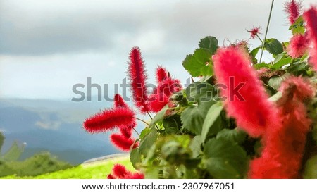 Close up photo of Acalypha hispida and blurred background