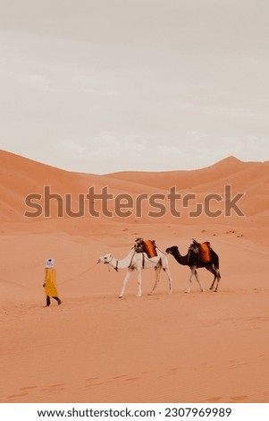 Picture of camel in desert area