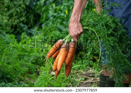 Carrots in the hands of farmers. environmentally friendly crop. selective focus