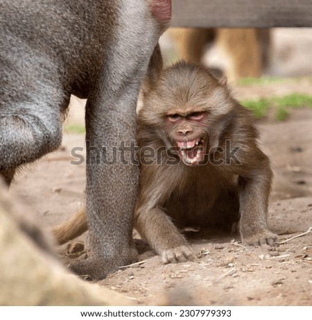 A female hamadryas baboon growling