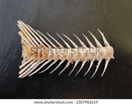 Fish bone isolated on a dark background. Space for text. Selective focus.