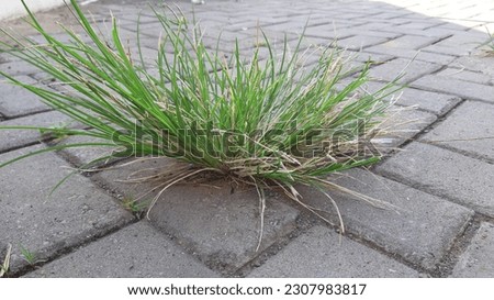 Photo of green grass that manages to grow between paving blocks in the shop yard.