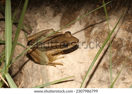 Green paddy frog, Red-eared frog (Hylarana erythraea, Ranidae) is found throughout much of southeast Asia. It is mostly found in thick floating marsh vegetation, particularly at the edge of ponds. Royalty-Free Stock Photo #2307986799