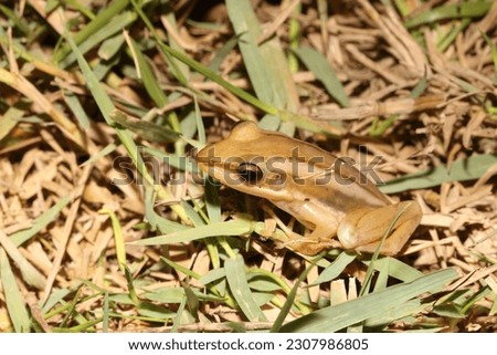 Green paddy frog, Red-eared frog (Hylarana erythraea, Ranidae) is found throughout much of southeast Asia. It is mostly found in thick floating marsh vegetation, particularly at the edge of ponds. Royalty-Free Stock Photo #2307986805