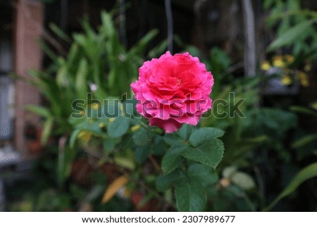 Red Roses, growing on the terrace, in the morning photo