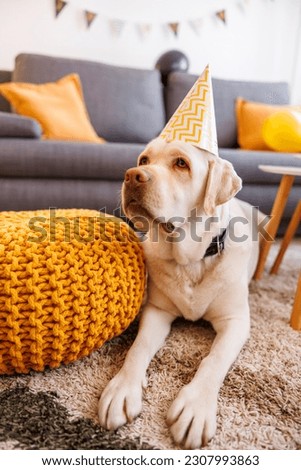 Beautiful labrador dog lying on the floor wearing party hat celebrating birthday at his owner home