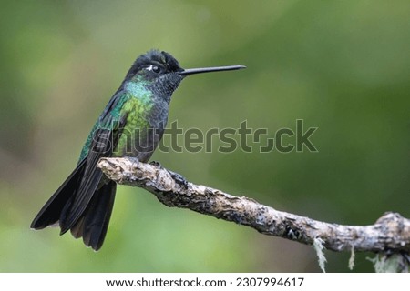  Magnificent hummingbird (Eugenes fulgens), resting on a branch in Costa Rica.