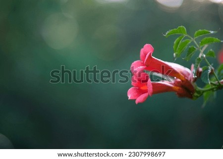 Campsis oranges close-up. Climbing plant on a blurred background. flower in the shape of a bell