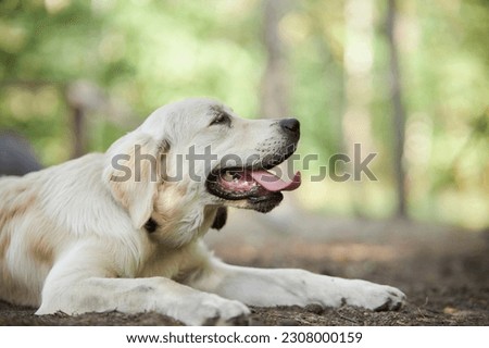 Portrait of a golden retriever puppy. Portrait of a well-groomed golden retriever puppy. Charming golden retriever on the background of nature. Golden retriever sticks out tongue, green background.