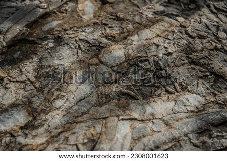 Explore the ancient secrets preserved in this close-up photo of a rock, revealing fascinating plant fossils. A glimpse into the history of our natural world, captured up close.