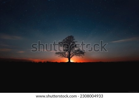 evening landscape with a lone tree standing on a hill overlooking the stars