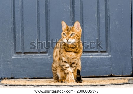 Beautiful bengal cat sitting at blue colored front door. Thick spotted fur. Smallish ears, wedge shaped head, neat paws and athletic outline. 