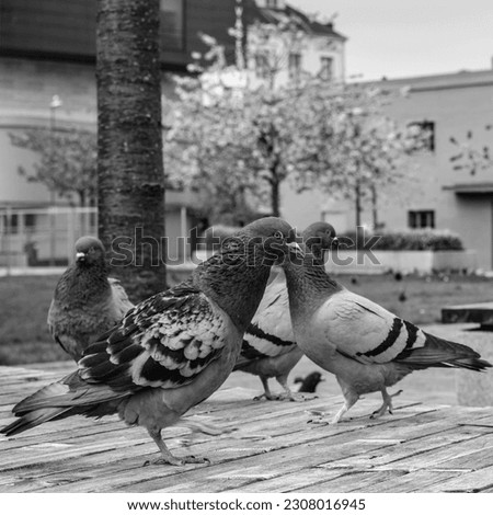 Sandnes, Norway, May 18 2023, Group Or Flock Of Wild Pigeons On The Boardwalk in Sandnes Harbour With No People