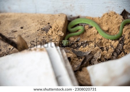 
Green pit viper in the garden