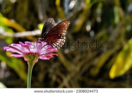 In morning  this was happen.butterfly sit on flower and get some honney.