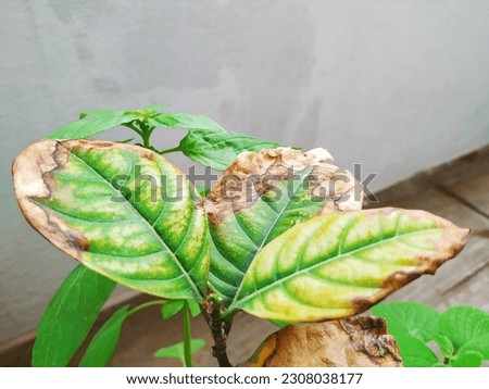Closeup of burned or dry leaves of Jack Fruit Plant grow in a pot of the home terrace garden