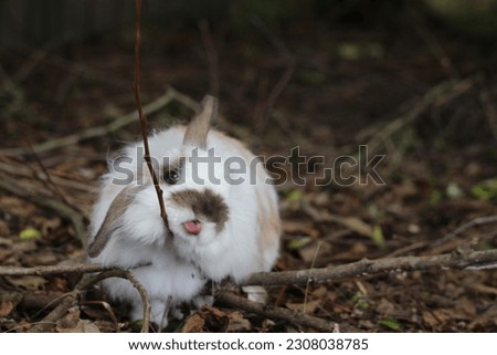 American fuzzy lop rabbit playing in nature Royalty-Free Stock Photo #2308038785