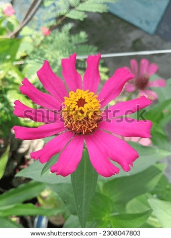 Paper flowers, zinnia elegans, have bright colors, are durable and can also be eaten, are native American flowers originating from Mexico, growing in tropical and subtropical regions