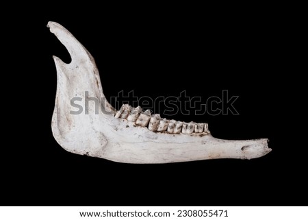 Ruminant jawbone seen  from the side. Isolated over black background Royalty-Free Stock Photo #2308055471