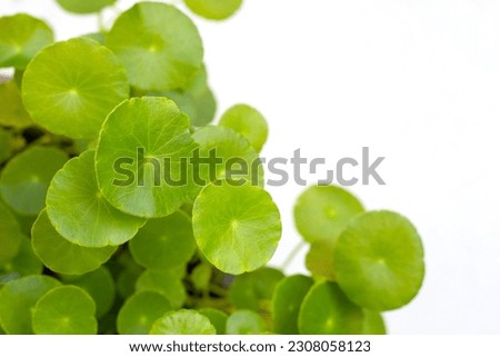 Fresh green centella asiatica plant Royalty-Free Stock Photo #2308058123