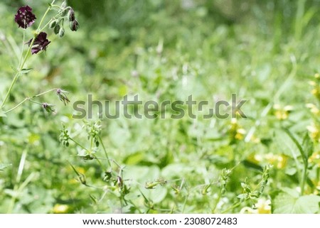 Dried flower in field with blurred background.