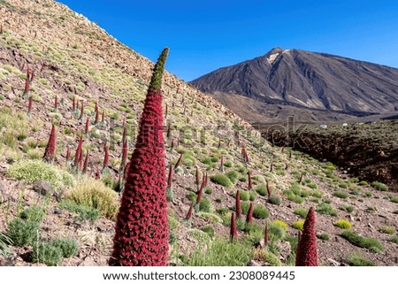 Field of red flowers Tajinaste. Scenic view on volcano Pico del Teide, Mount El Teide National Park, Tenerife, Canary Islands, Spain, Europe. Volcanic dry landscape. Hiking trail on sunny summer day Royalty-Free Stock Photo #2308089445