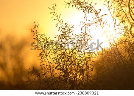 tree on a background of beautiful sunrise
