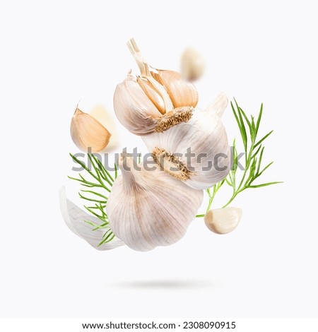 Flying in air garlic isolated on light gray background. Levitate Garlic with fresh dill leaves. Clipping path garlic. Garlic macro studio photo.