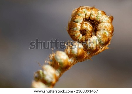 Soft shield fern (Polystichum setiferum) an evergreen fern. Unrolling hairy sprout symbolizing strength and power. Macro close up in a botanical garden in Germany with bright sunlight in springtime.