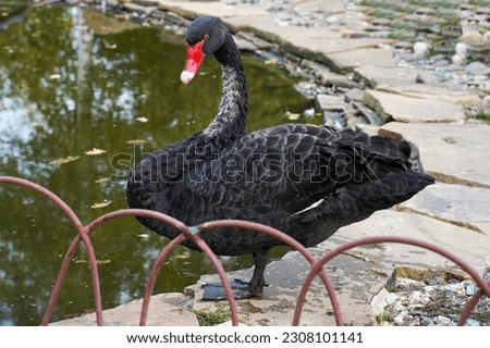 Black swan close-up against the background of the lake