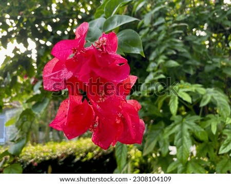 Bougainvillea Glabra flower in my in-laws's yard. picture taken with a view from below