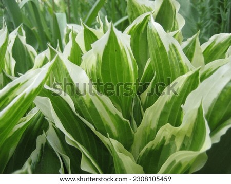 macro photo with a decorative floral background of green leaves of a herbaceous plant for design as a source for prints, posters, decor, wallpaper, advertising, decoration, interiors