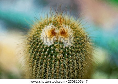 Macro close up of funny cactus with “face“ (eyes and hair). Cylindrical plant covered with bristlesSpiny pincushion cactus (Mammillaria spinosissima) a flowering plant in the cactus family Cactaceae. 