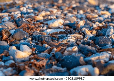 Pebbles on the beach with mixed seaweed in the morning. Icon background image