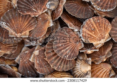 Scallop divers fishing. Freshly caught St. Jacques shellfish scallops. Royalty-Free Stock Photo #2308117429