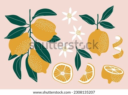 Set of lemons. Flower, leaves and fruit. Vector illustration Royalty-Free Stock Photo #2308135207