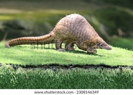A Sunda pangolin is hunting ants on the ground overgrown with grass. This reptile has the scientific name Manis Javanica. Royalty-Free Stock Photo #2308146349
